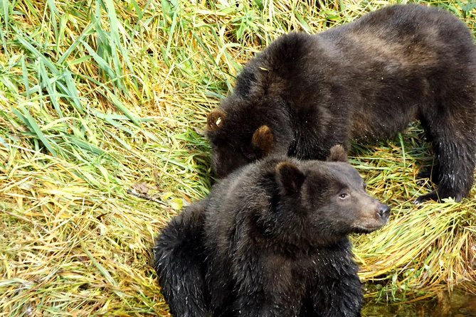 Chichagof Island Tour: Brown Bear Search - Tour Duration and Group Size