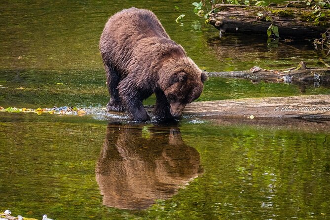 Chichagof Island Tour: Brown Bear Search - Accessibility and Age Restrictions