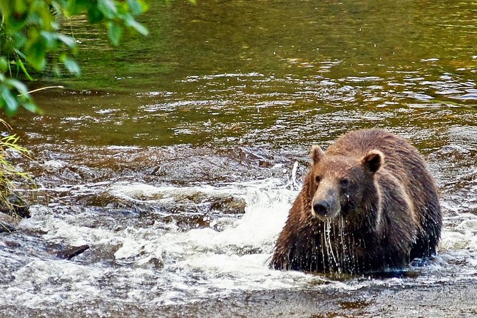 Chichagof Island Tour: Brown Bear Search - Confirmation and Booking Process
