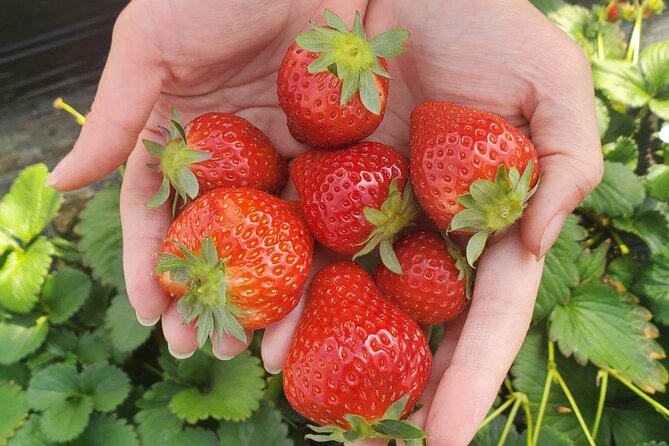 Chichibu & Arakawa Boat Ride & Fruit Picking & Outlet Shopping - Lunch and Refreshments