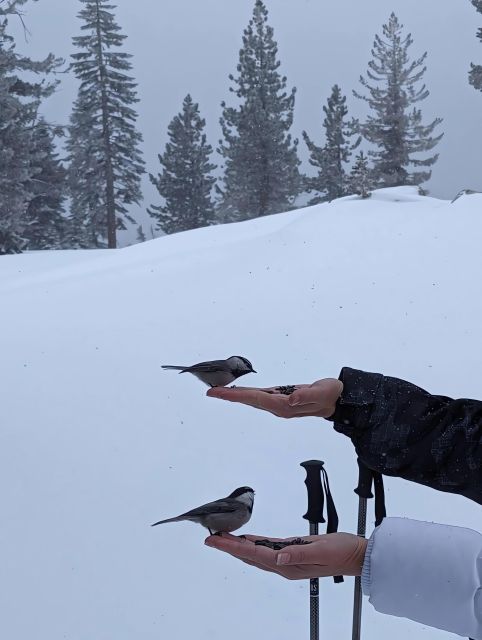 Chickadee Ridge Beginner Snowshoeing Hike - Safety and Logistics