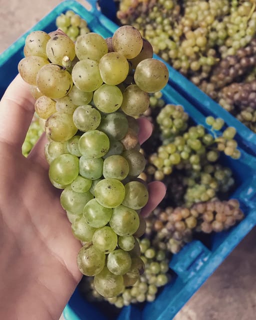 Chihuahua: Elemental Wine Experience With Tasting and Tour - Key Points