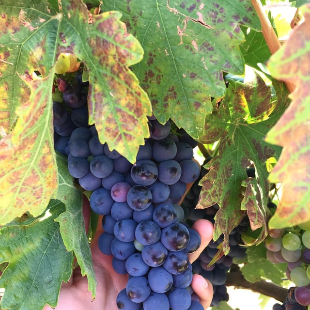 Chihuahua: Elemental Wine Experience With Tasting and Tour - Winery History and Heritage