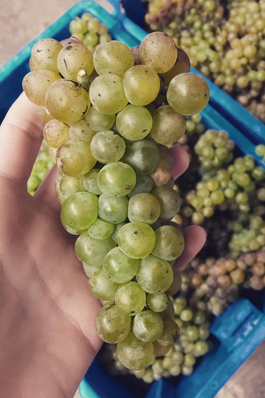 Chihuahua: Elemental Wine Experience With Tasting and Tour - Important Information and Restrictions