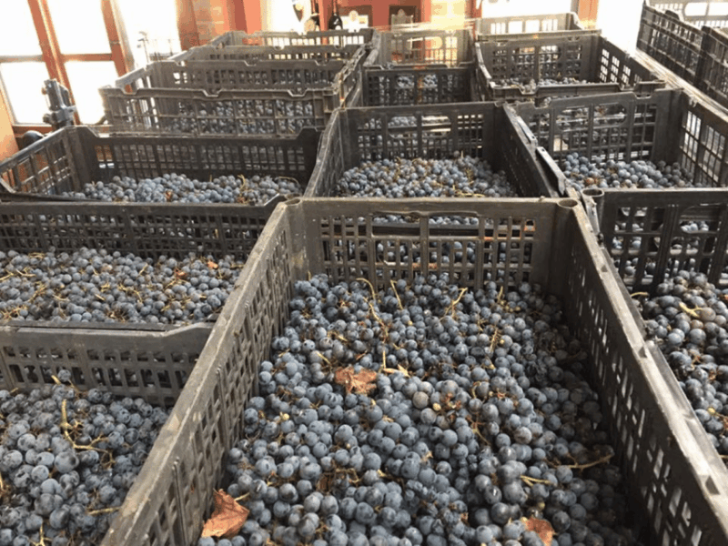 Chihuahua: Elemental Wine Experience With Tasting and Tour - Frequently Asked Questions