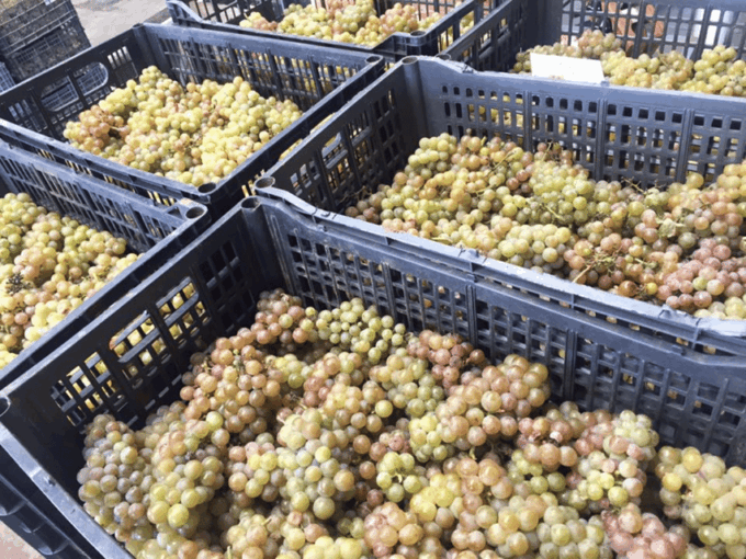 Chihuahua: Insignia Winery Wine Tasting Experience - Frequently Asked Questions