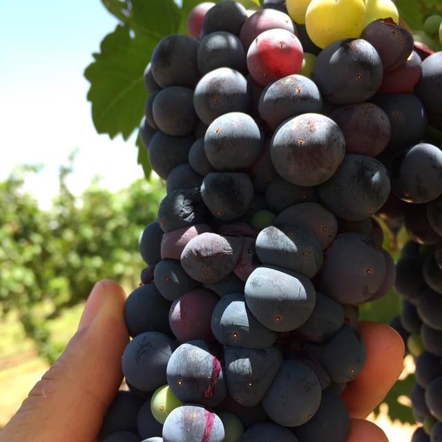 Chihuahua: Winery Tasting Experience - Booking Information