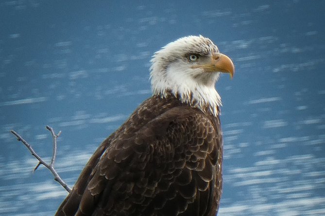 Chilkat Bald Eagle Preserve Rafting - Skagway Departure - Meeting Points and Instructions