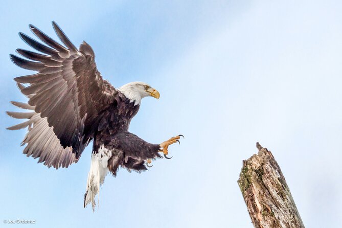 Chilkat Bald Eagle Preserve Rafting - Skagway Departure - Confirmation and Age Requirements