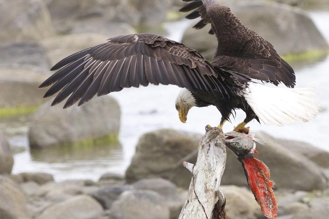 Chilkoot Wilderness and Wildlife Viewing - 6.5 Hrs From Skagway - High-Speed Catamaran to Haines