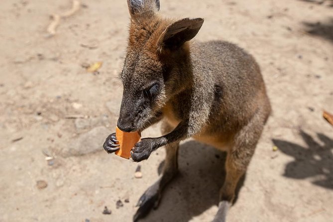 Chillagoe Caves and Outback Day Trip From Cairns - Fitness Level