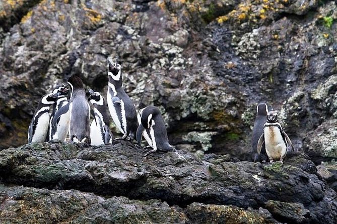 Chiloe Island - Puñihuil Tour - Key Points