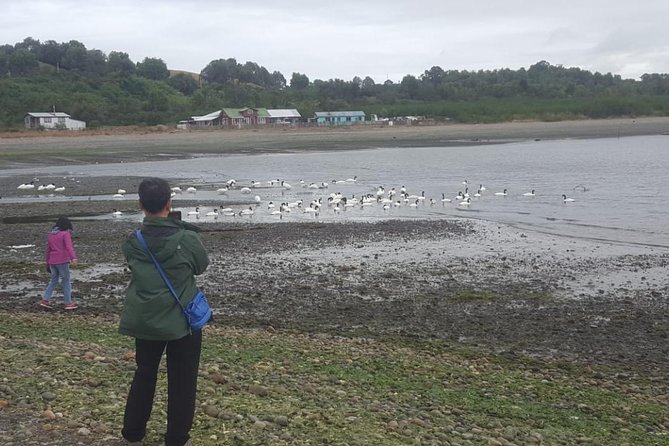 Chiloe Island - Puñihuil Tour - Dining Options on the Beach