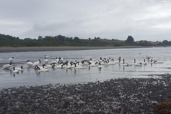 Chiloe Island - Puñihuil Tour - Customer Feedback and Recommendations