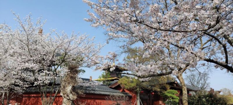 China's Shanghai Spring Festival Tour: Local People Bring Unique Experiences to the Event - Communication and Guidance