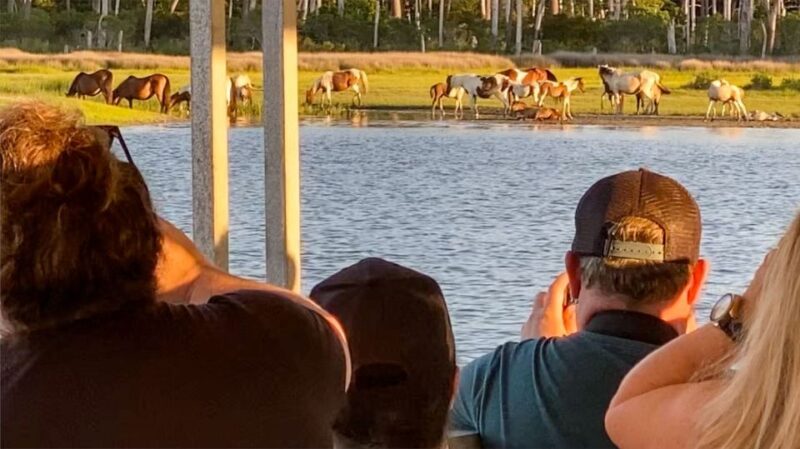 Chincoteague: Assateague Island Sunset Boat Cruise - Tour Description