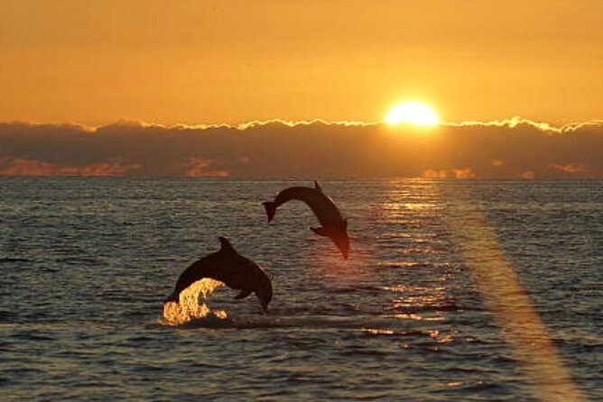 Chincoteague Dolphin Watching Boat Tour - Meeting Point and Schedule