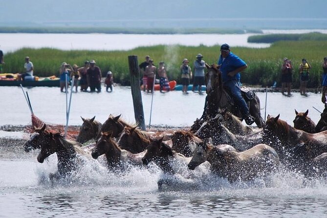 Chincoteague Pony Swim Kayak Tour 2025 With Shuttle - Key Points