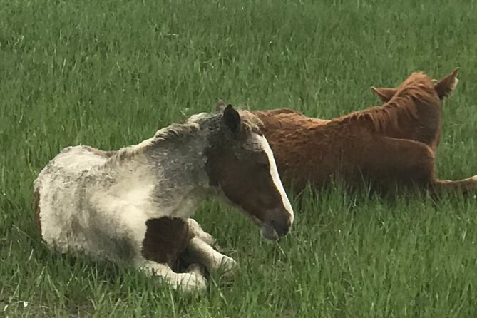 Chincoteagues Up The Bay Pony and Wildlife Tour by Boat - Cancellation Policy
