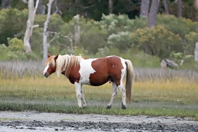Chincoteagues Up The Bay Pony and Wildlife Tour by Boat - Wildlife Viewing