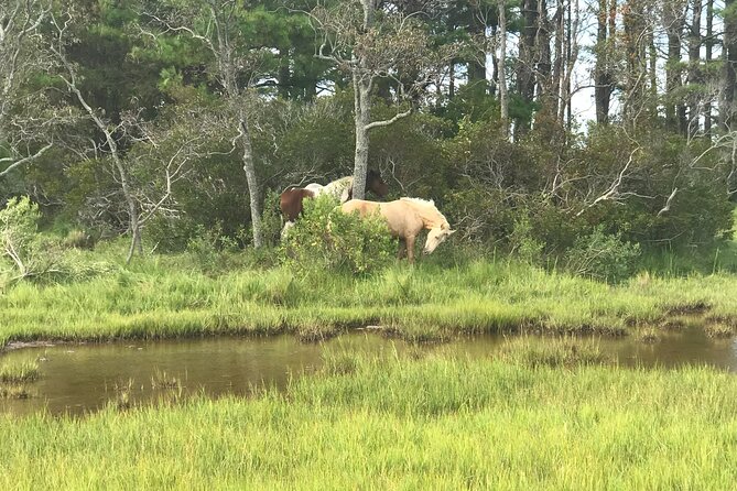 Chincoteagues Up The Bay Pony and Wildlife Tour by Boat - Pony Sightings
