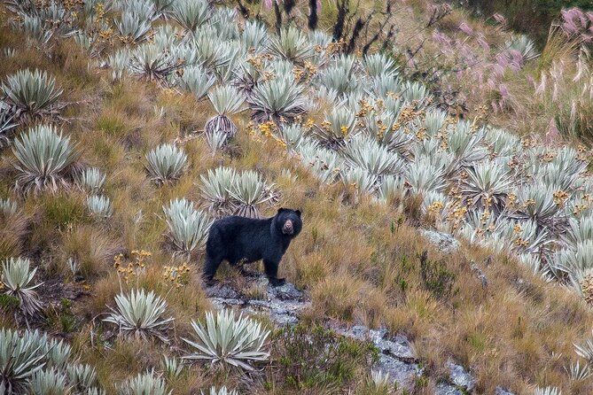 Chingaza Wildlife Páramo Adventure - Key Points