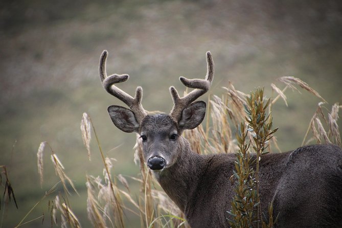 Chingaza Wildlife Páramo Adventure - Pricing and Cancellation Policy