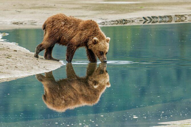 Chinitna Bay Bear Viewing Flight Tour from Talkeetna - A Closer Look at the Experience