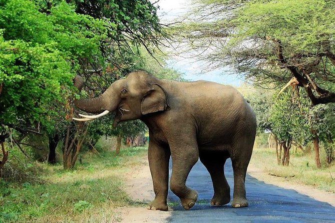 Chinnar Wild-life Visiting Tour (Eravikulam National Park) - Good To Know