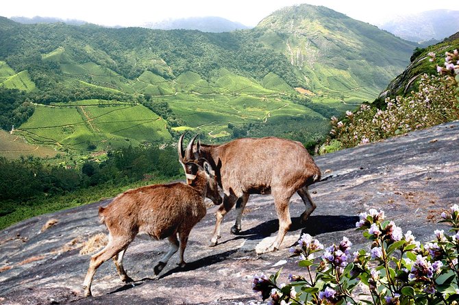 Chinnar Wild-life Visiting Tour (Eravikulam National Park) - Key Attractions