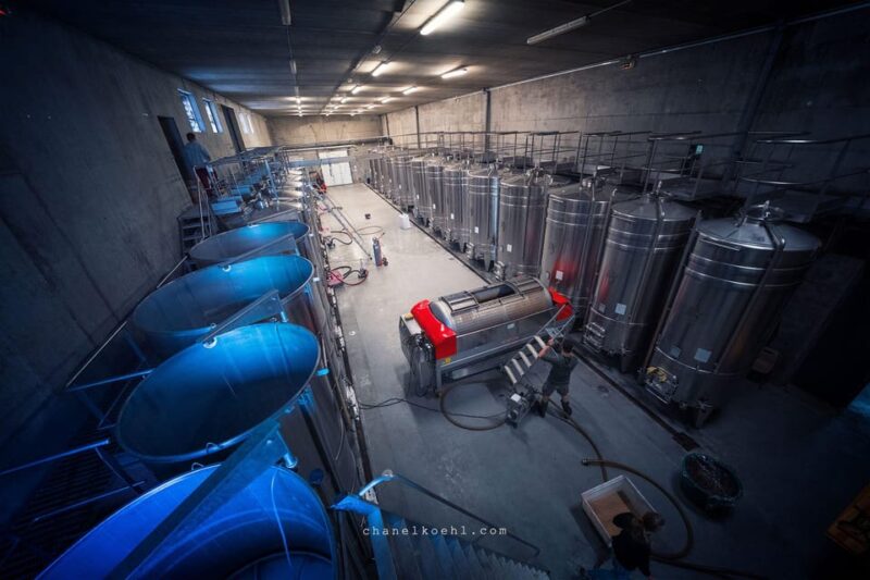Chinon : Discovery Tours and Wine Tasting - Experience Highlights