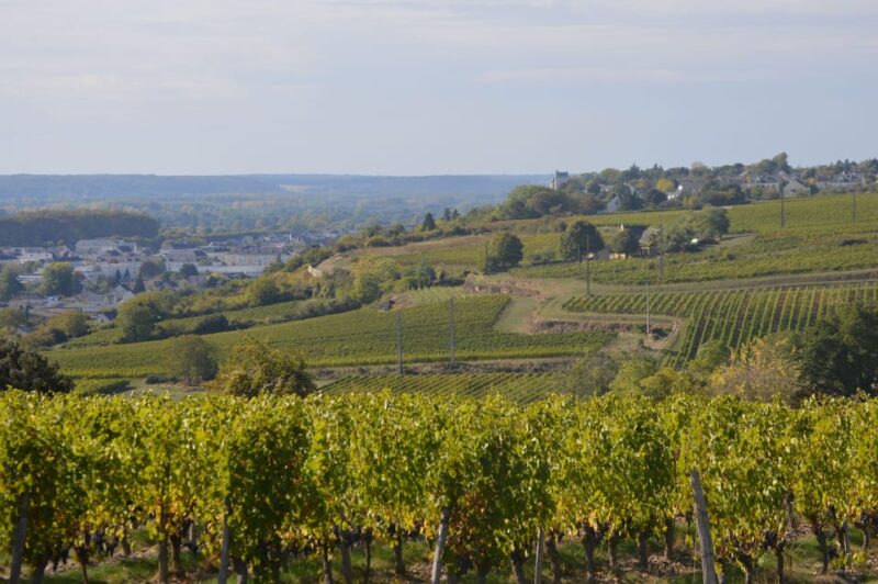 Chinon : Discovery Tours and Wine Tasting - Sustainable Practices