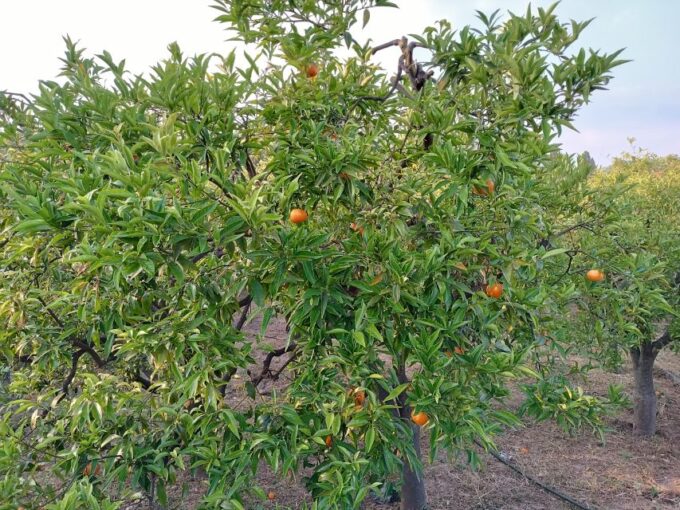 Chios: Orange Farm Trip & Tasting - Citrus Museum Visit - Local Farmer Briefing