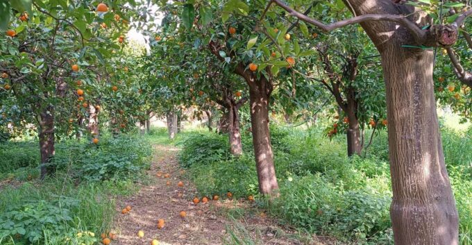 Chios: Orange Farm Trip & Tasting - Citrus Museum Visit - Included and Optional Offerings