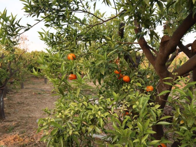 Chios: Orange Farm Trip & Tasting - Citrus Museum Visit - Customer Feedback