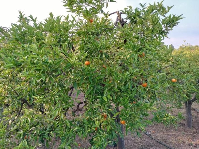 Chios: Orange Farm Trip & Tasting - Citrus Museum Visit - Frequently Asked Questions
