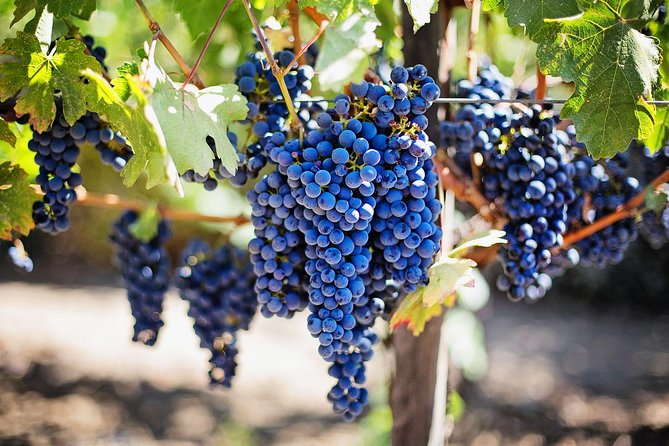 Chisinau City Tour - Cricova Winery - Ratings and Reviews