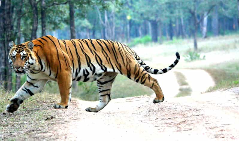 Chitwan 1 Night 2 Day Wildlife Adventure - Accommodation and Meals