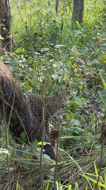 Chitwan: 2 Full day jungle walk with Canoeing all inclusive - Exploring the Chitwan: Two Days of Jungle Walks and Canoeing Adventure