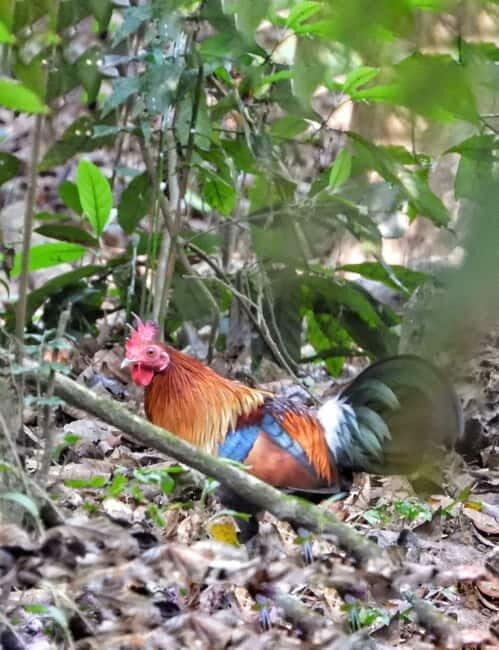 Chitwan: 2 Full day jungle walk with Canoeing all inclusive - Key Points