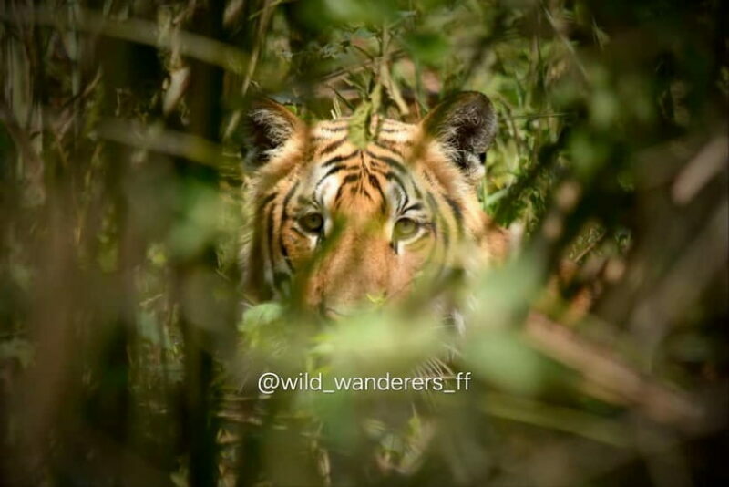 Chitwan: 2 Full day jungle walk with Canoeing all inclusive - Final Thoughts: Who Will Love This Tour?