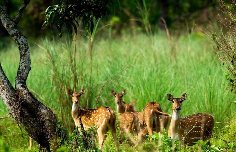 Chitwan: 2-Night 3-Day Highlights Tour With Accommodation - Key Points