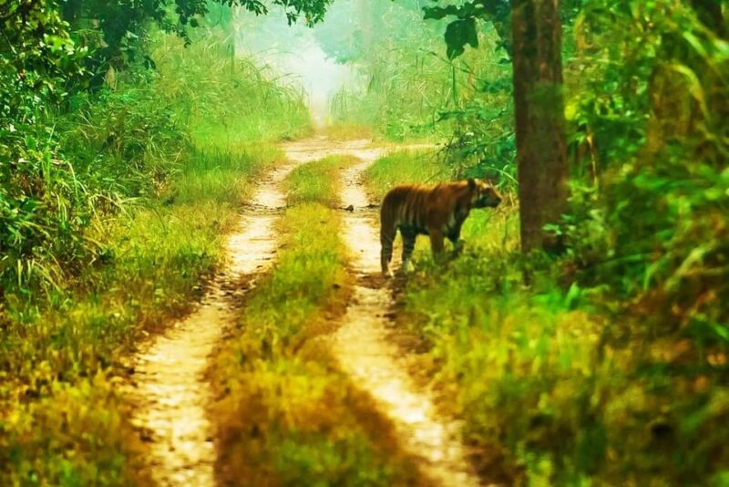 Chitwan: 2-Night 3-Day Highlights Tour With Accommodation - Useful Tips for Participants