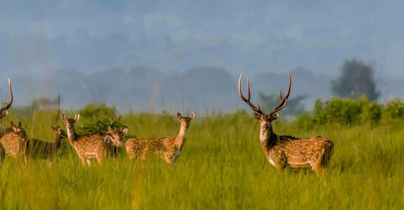 Chitwan: 2-Night Safari Tour With Jeep Tour and Jungle Walk - Transportation and Pickup