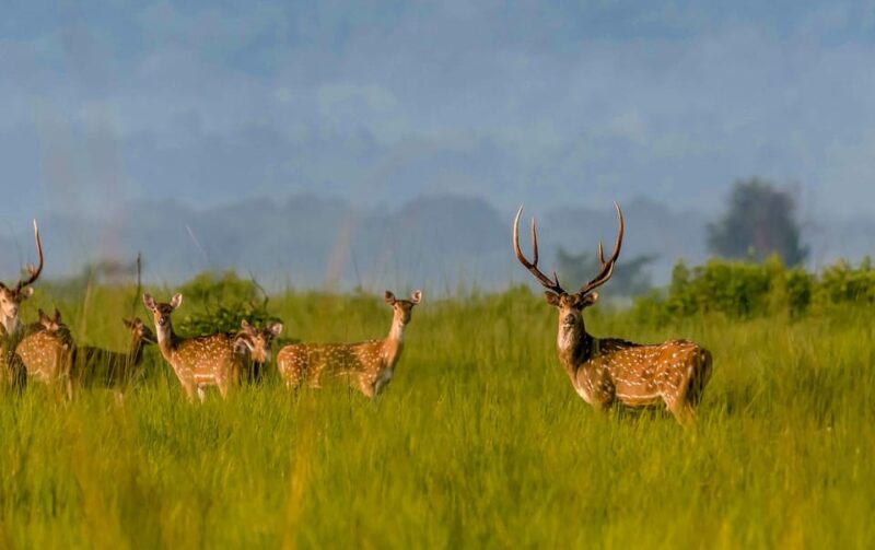 Chitwan: 2-Night Safari Tour With Jeep Tour and Jungle Walk - Itinerary Highlights