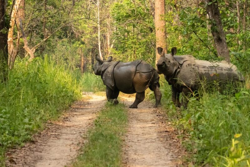 Chitwan: 2-Night Safari Tour With Jeep Tour and Jungle Walk - Cancellation Policy
