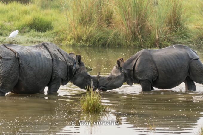 Chitwan: 2-Night Safari Tour With Jeep Tour and Jungle Walk - Environmentally Friendly Practices