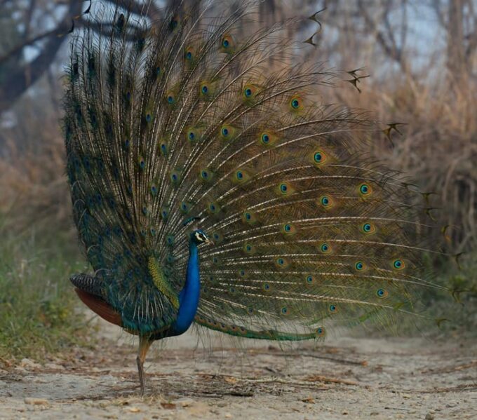 Chitwan: 2-Night Safari Tour With Jeep Tour and Jungle Walk - Frequently Asked Questions