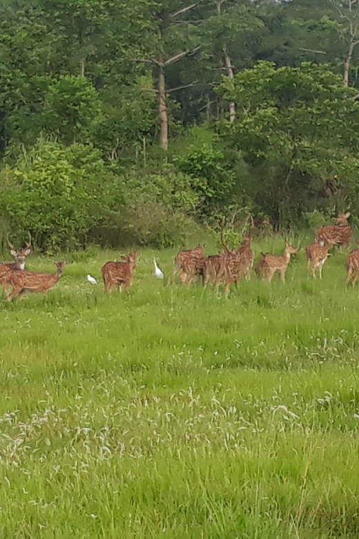 Chitwan: 3 Day Chitwan National Park Guided Tour - Itinerary Highlights