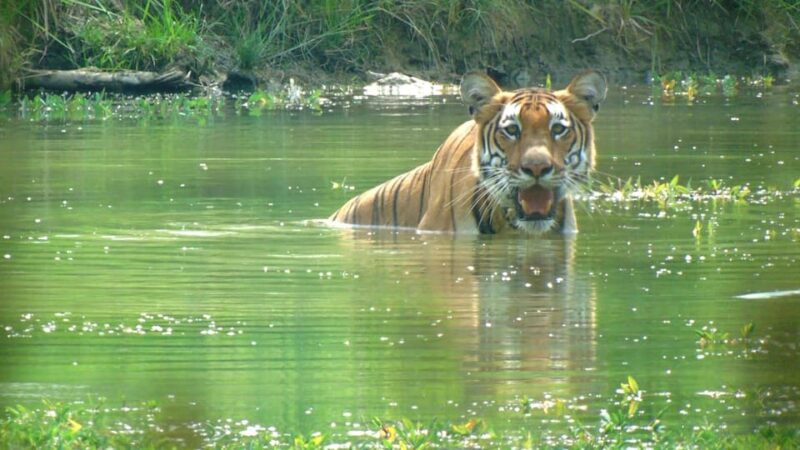 Chitwan: 3-Day National Park Tour With Wildlife Safari - Day 01: Arrival and Exploration